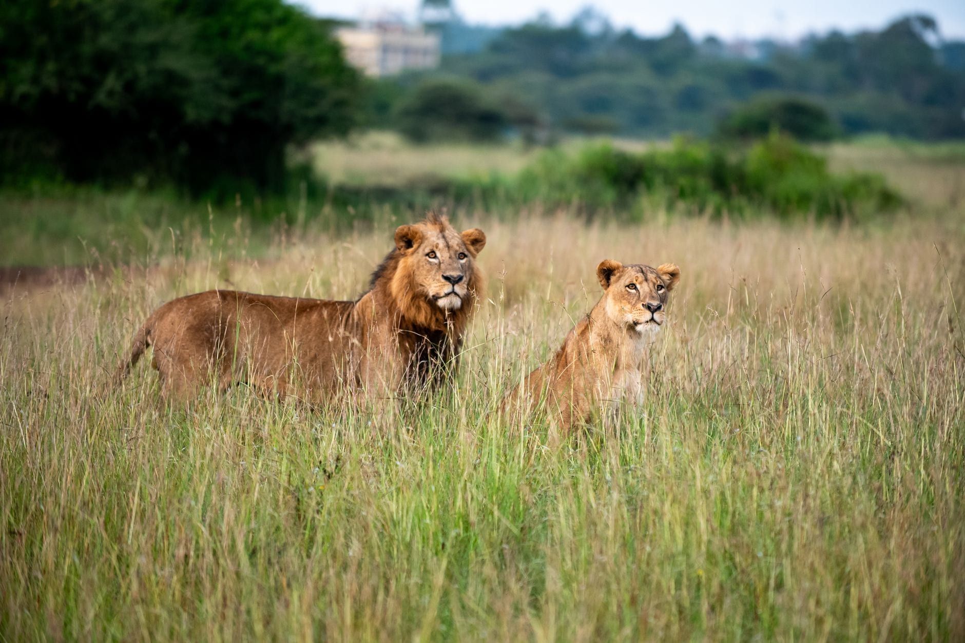 A lion and lioness stand alert in the tall grasslands of Nairobi National Park.