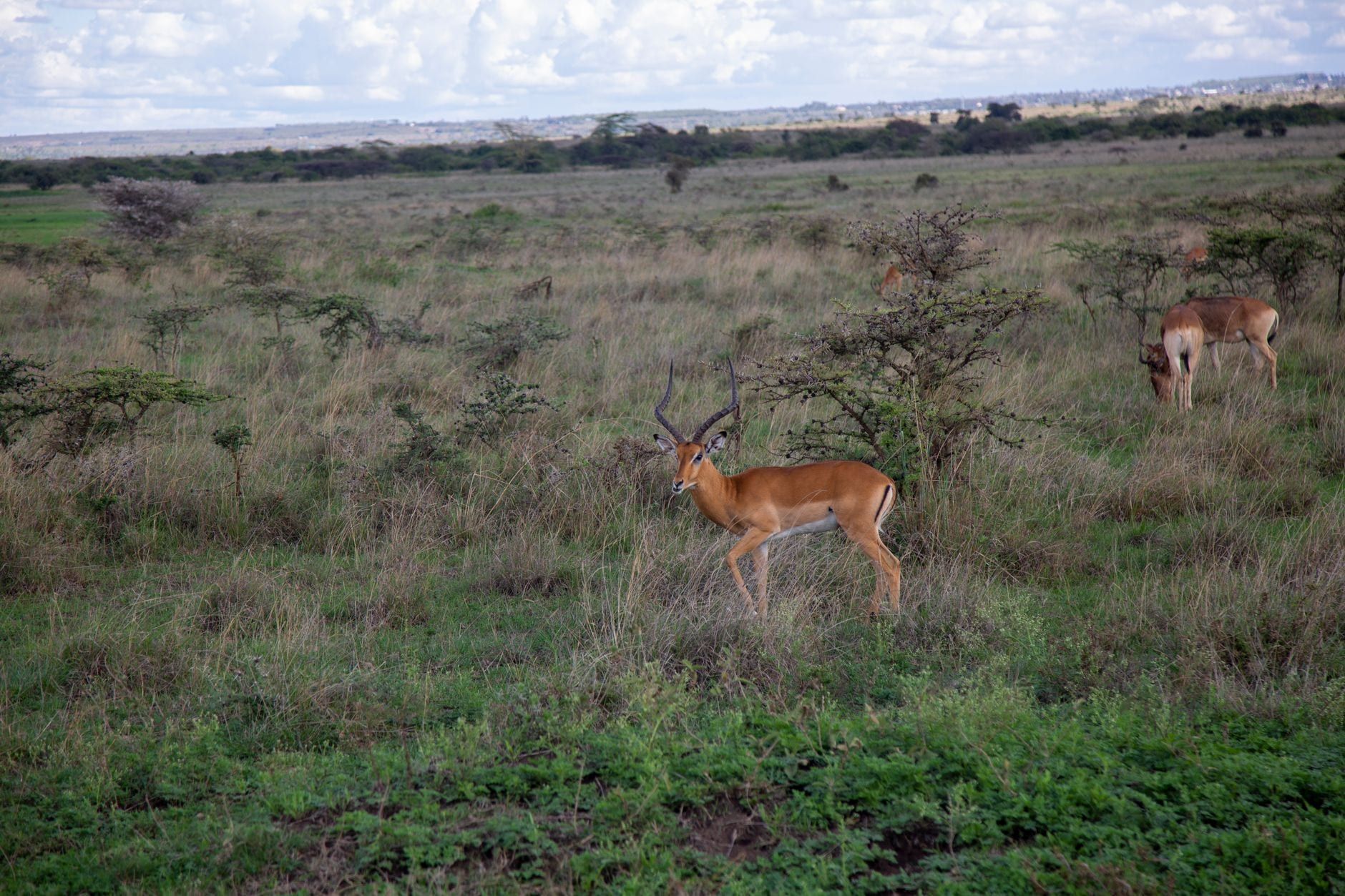 An impala stands in the vast grassland plains of Nairobi National Park.