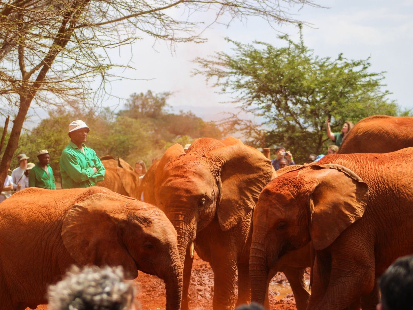 Keepers in green coats watch over orphaned baby elephants coated in red mud at the David Sheldrick Wildlife Trust in Nairobi National Park.