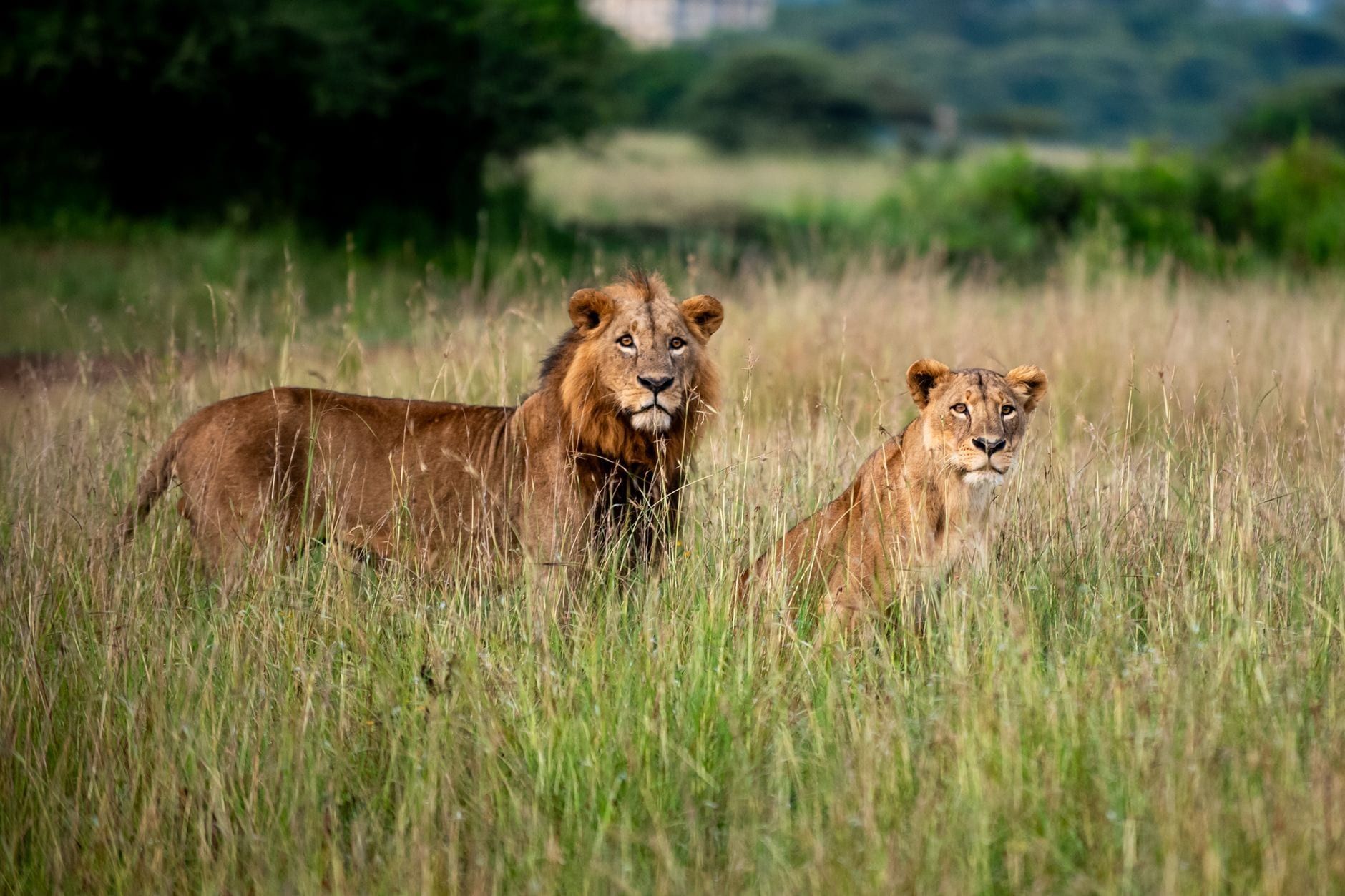 A male and female lion stand among tall grass in Nairobi National Park.