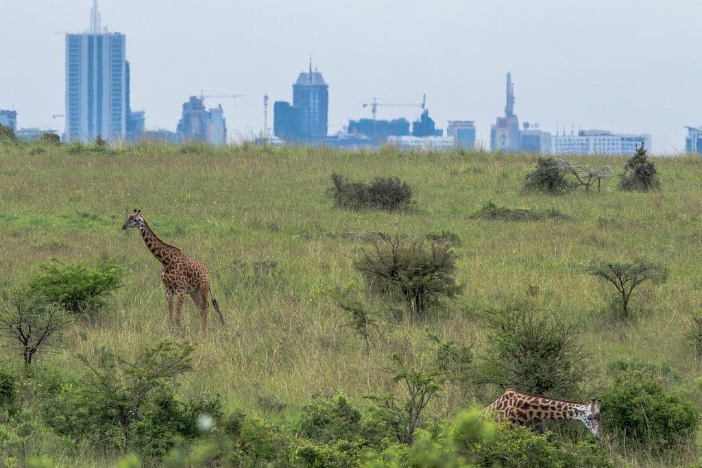 Giraffes graze across a grassy field in Nairobi National Park with the city skyline visible on the horizon.