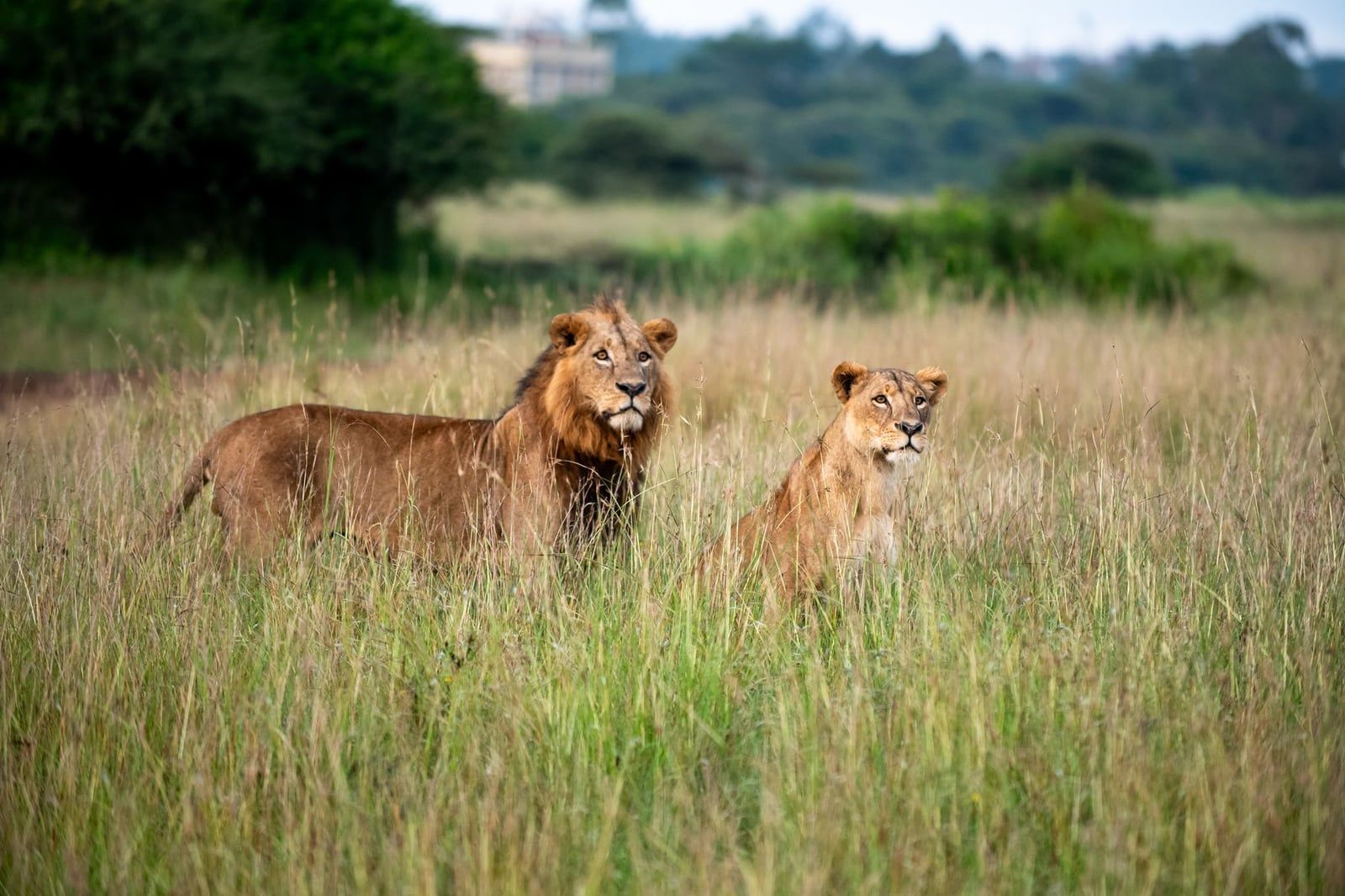 A male lion and a lioness stand alert in the tall grass of Nairobi National Park.