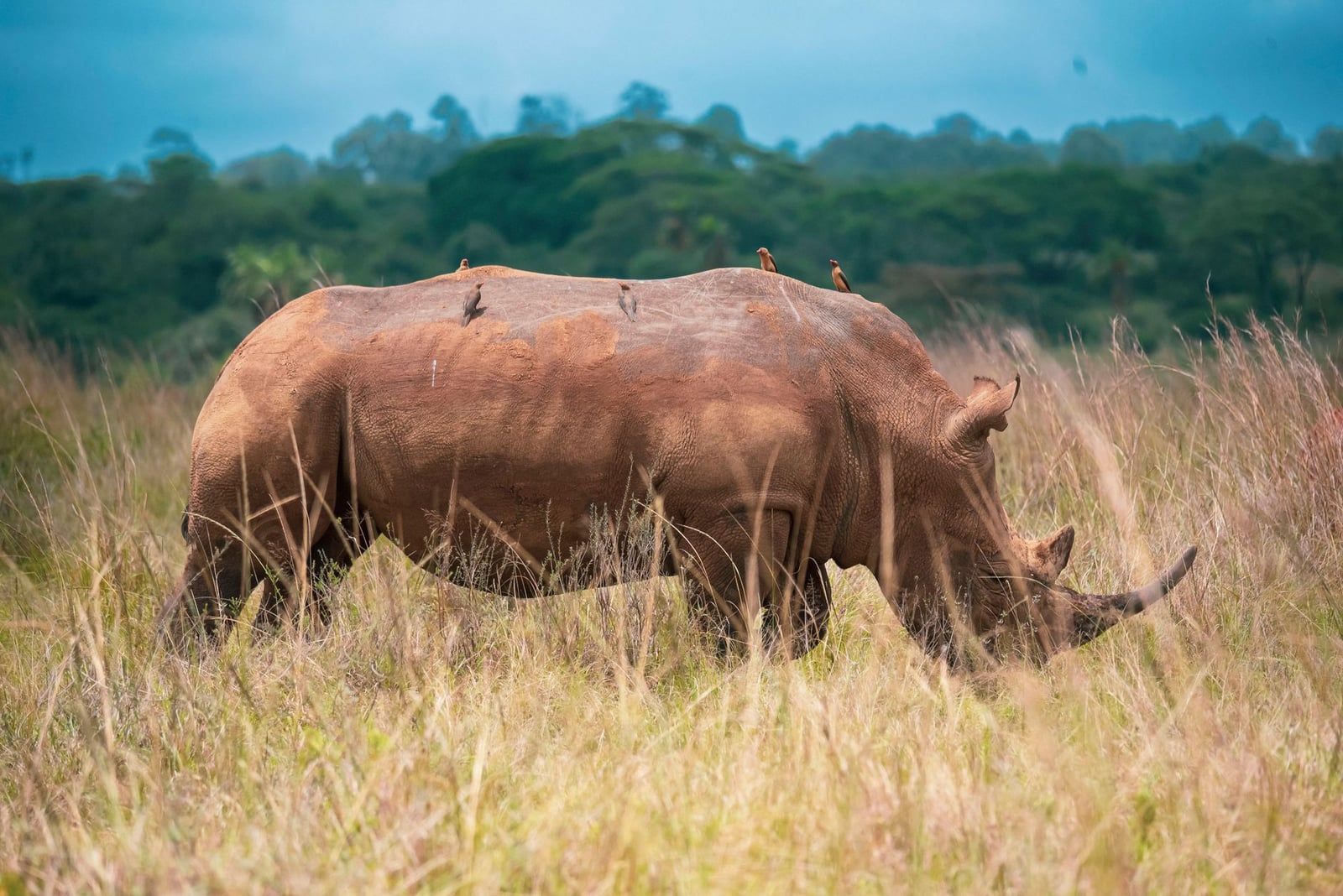 A rhinoceros with oxpeckers on its back standing in tall grass in Nairobi National Park.