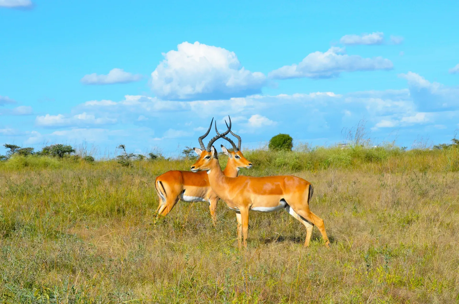 Nairobi National Park