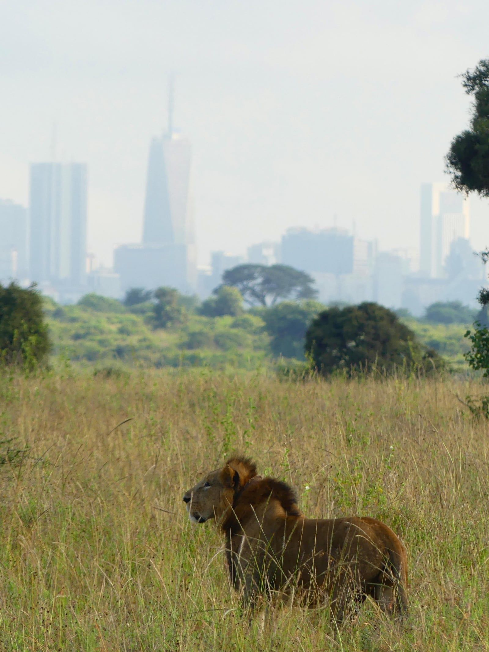 Nairobi National Park view