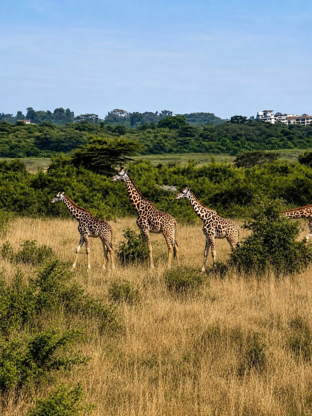 Nairobi National Park view