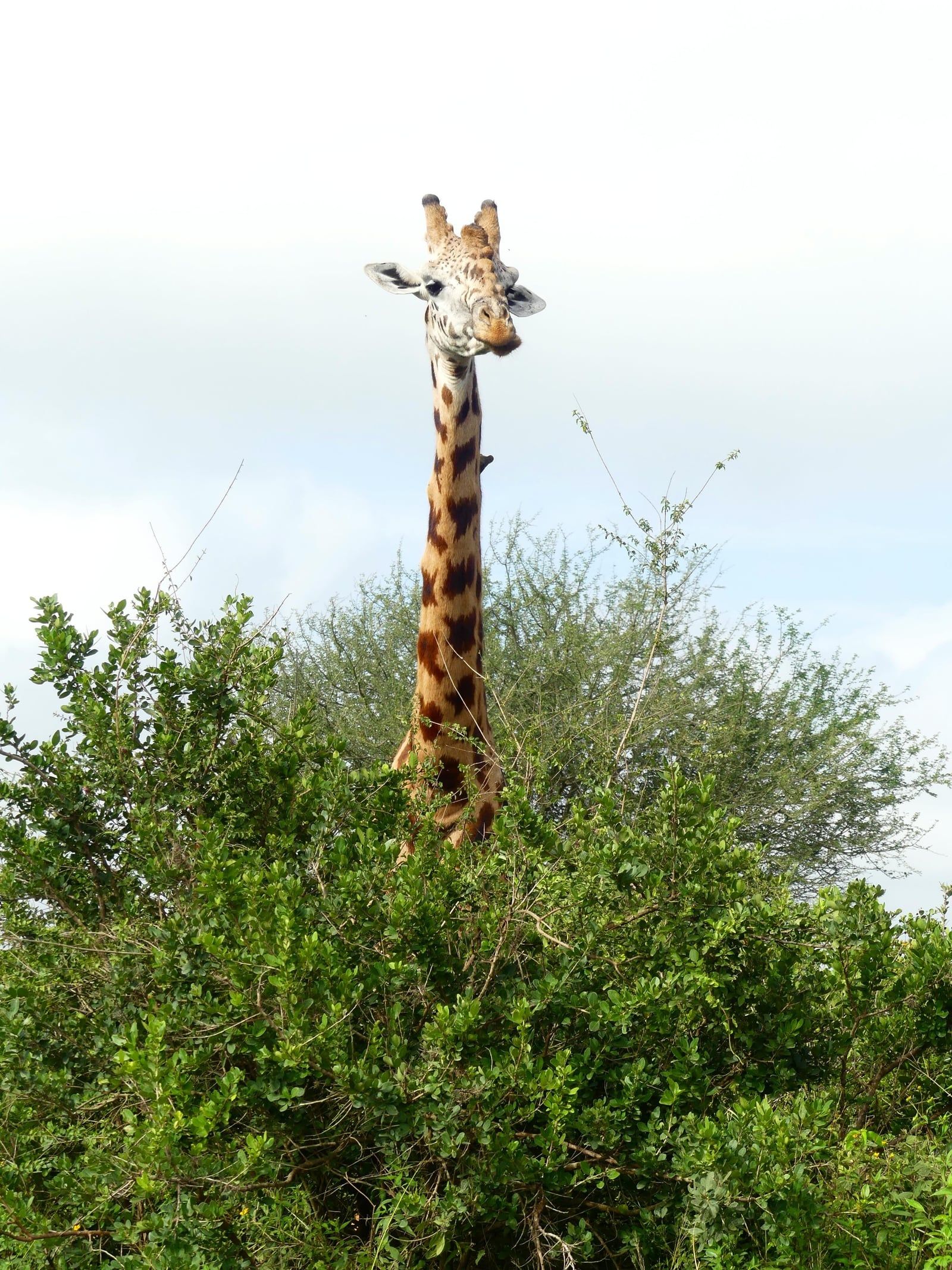 Nairobi National Park tour visitor photo