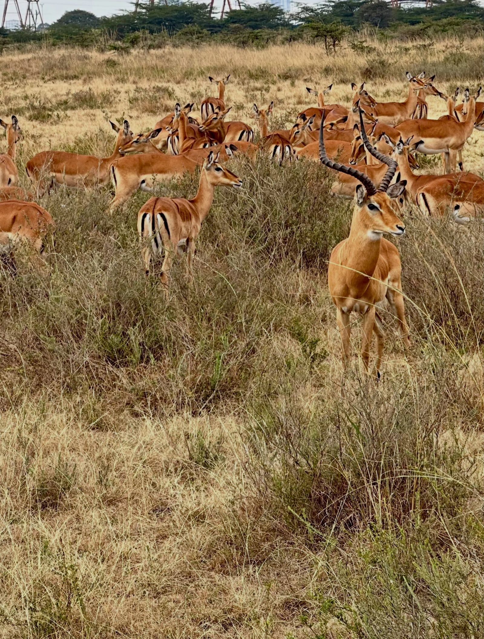 Nairobi National Park tour visitor photo