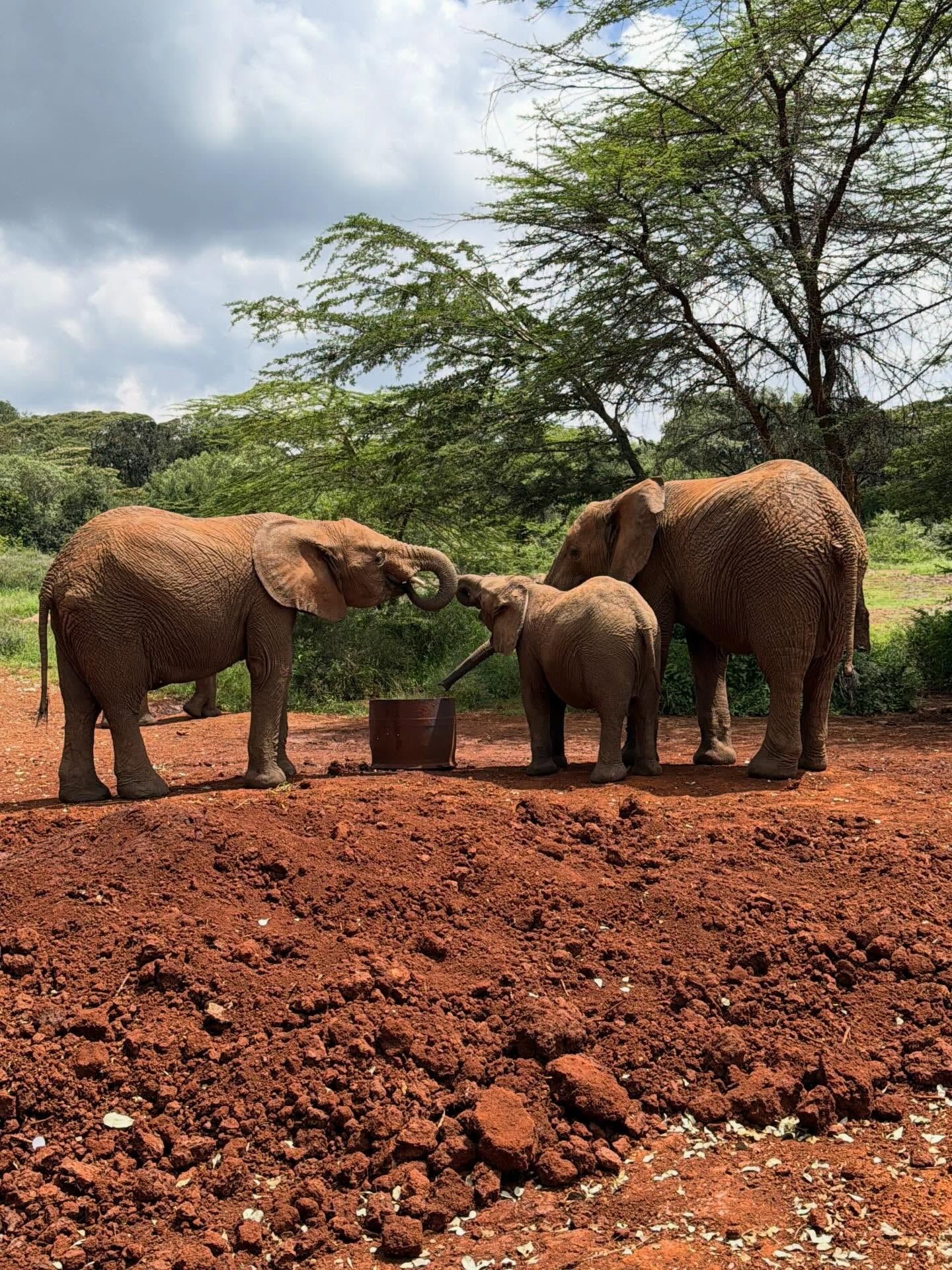 Nairobi National Park tour visitor photo